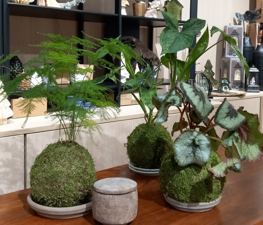 plantes décoratives